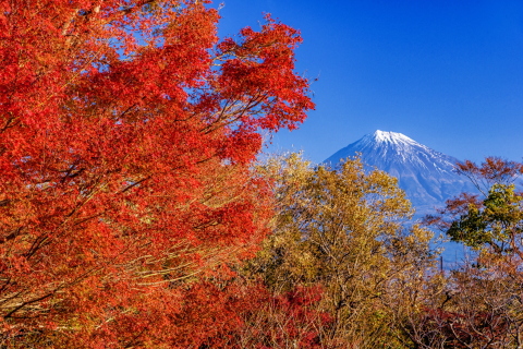 岩本山公園の紅葉と富士山