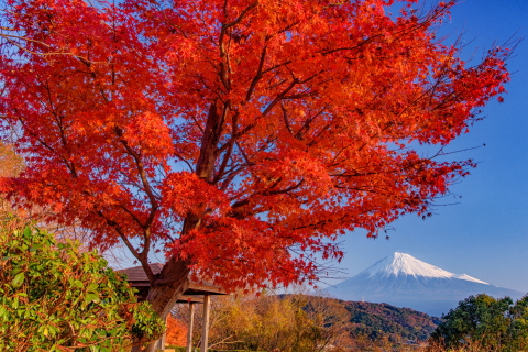 まだ残る綺麗な紅葉