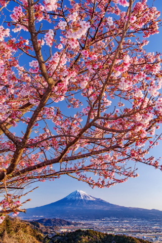 早咲き桜と富士