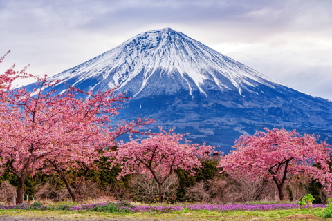 里山の早咲き桜と富士山