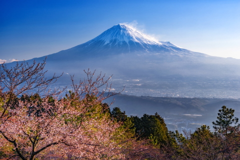開花した山の桜と富士山