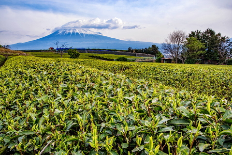 お茶の芽吹き