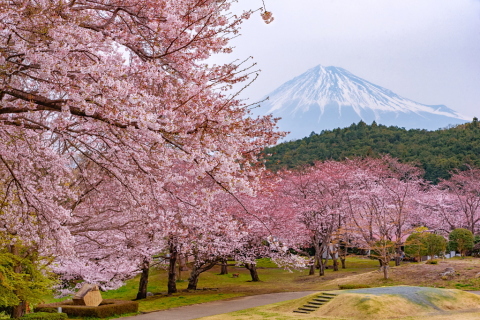 岩本山公園の梅 見頃に！