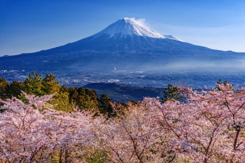 山の桜が見頃に！