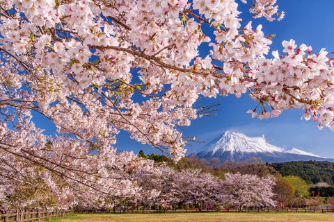 山里の公園に咲き誇る桜