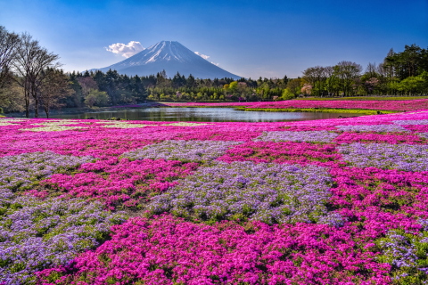 只今見頃の富士芝桜まつり！