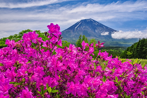 高原の道端に咲くツツジと富士山