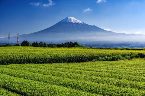 二番茶と雪化粧富士の風景