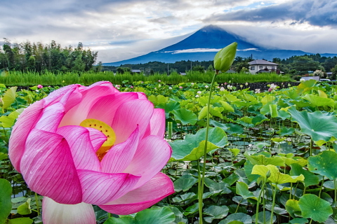 里山の蓮田に咲く蓮と富士山