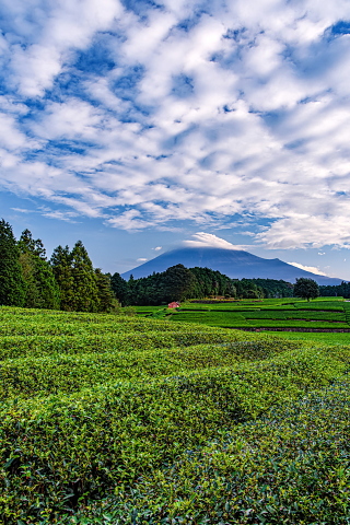 茶畑からの笠富士と流れる鱗雲