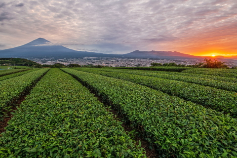茶畑からの日の出と富士