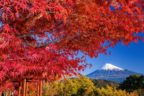 美しい紅葉越しの富士山