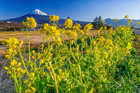 雁堤の菜の花 見頃に