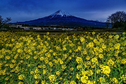 月夜の菜の花畑