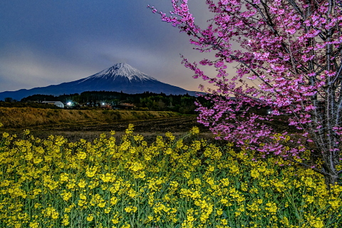 夜明け前の富士山と春の花