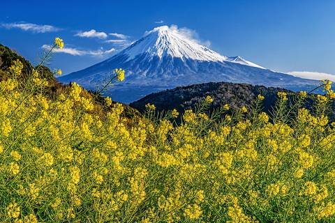 咲き誇る菜の花越しの富士山 富士旬景