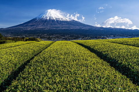 新茶の芽吹きと久々の朝富士