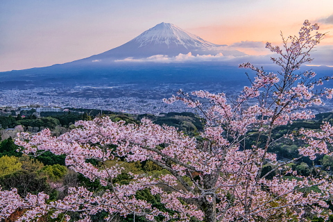 早朝の富士山と桜