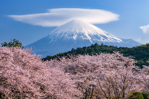 桜越しの見応えある笠富士