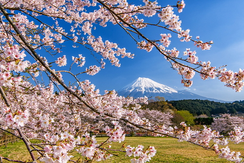 咲き誇る桜の合間に見る富士山