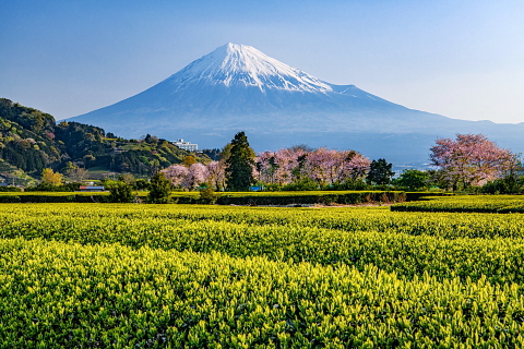 新茶の芽吹きと桜越しの霞み富士