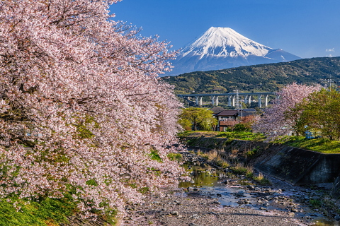 川沿いに咲く桜と富士山