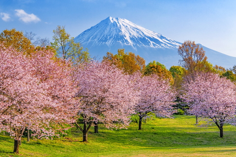 公園からの心安らぐ春富士 富士旬景