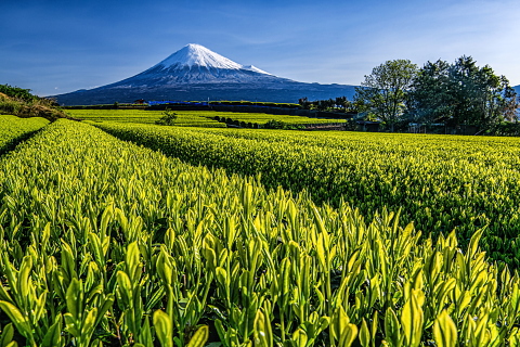 雨上がりの美富士と新茶風景