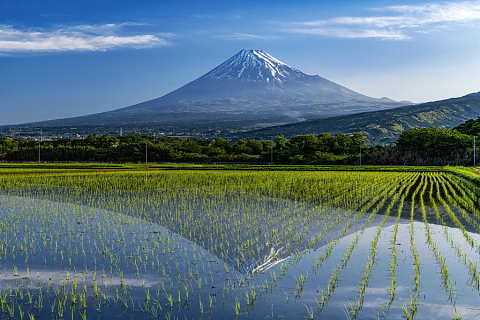 水田に映る逆さ富士の癒し風景 富士旬景