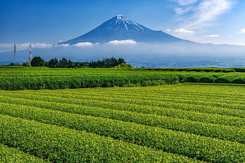茶畑から雪解け進む富士山