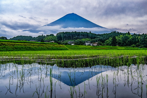 曇り空ながらも里山で姿を見せた富士