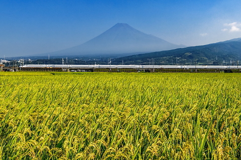 色づき始めた稲穂越しの富士山と新幹線