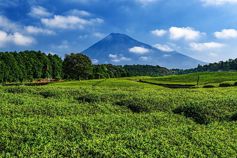 白い雲流れる茶畑からの富士山