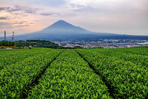 丘の茶畑と富士山