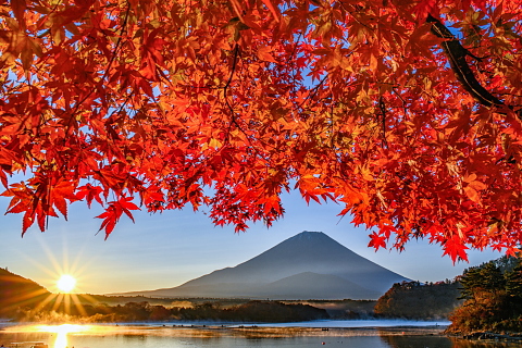 朝日を浴びる美しい紅葉！