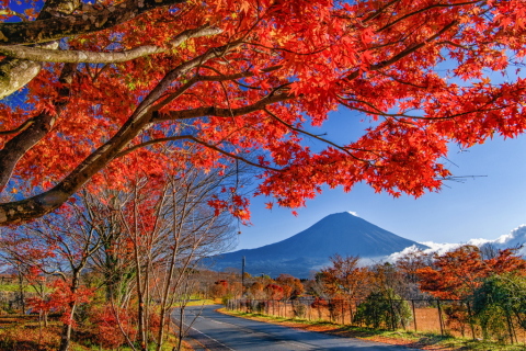 道沿いの美しい紅葉