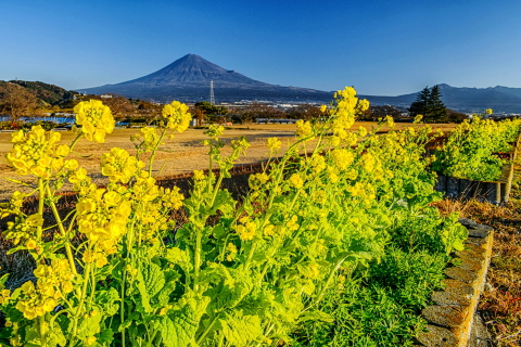 早くも菜の花！