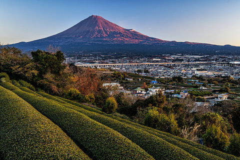 丘の茶畑からの赤富士