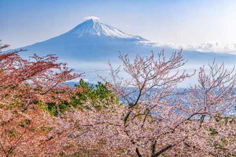 開花が進む桜と春霞富士