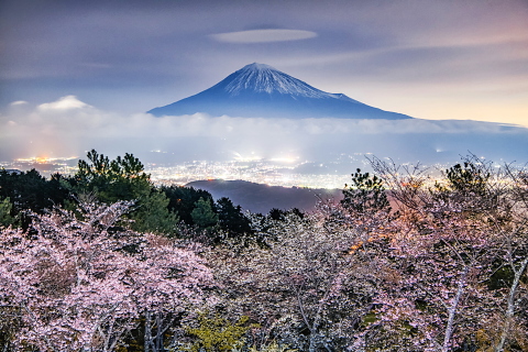 夜明け前の幻想夜桜富士