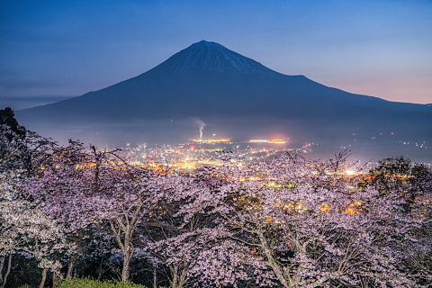 夜明けの街と見頃の桜