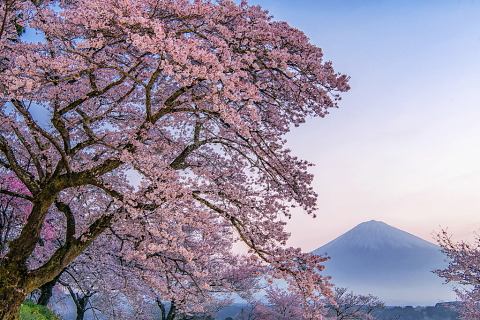 夜明けの幻想桜富士