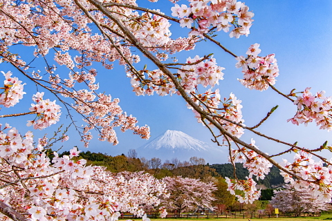 咲き誇る桜の合間に見る春霞富士