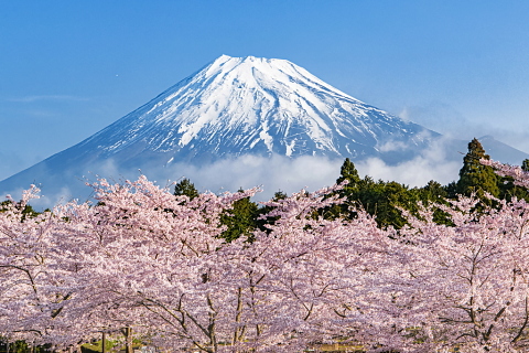 咲き誇る山間の桜と富士
