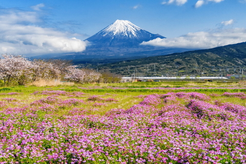 蓮華が見頃を迎えた田園地帯