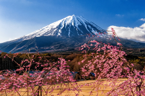 北麓高原地帯からのしだれ桜と富士