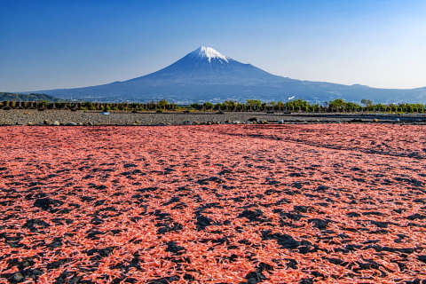 富士をバックに桜えび天日干し！