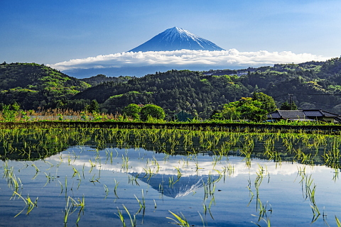田植え始まる里山からの富士