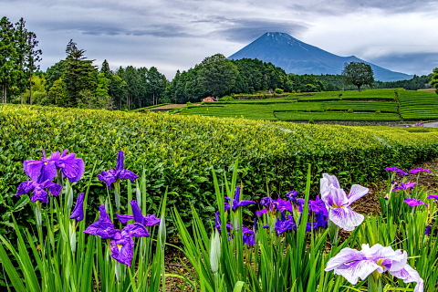 山里の茶畑に咲く花菖蒲と笠富士
