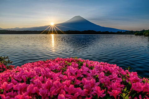 湖畔に咲き誇るツツジ越しの富士山